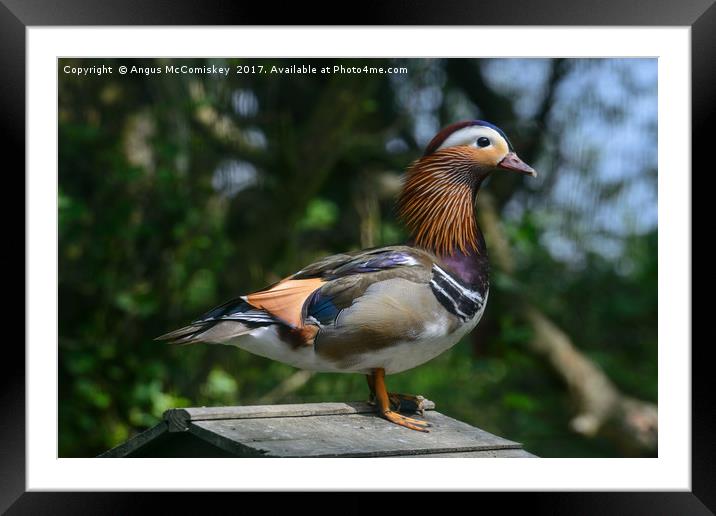 Mandarin duck Framed Mounted Print by Angus McComiskey