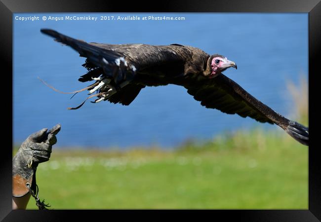 I'm free - vulture in flight Framed Print by Angus McComiskey