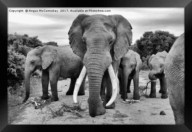 Traffic jam at Addo Elephant Park (mono) Framed Print by Angus McComiskey
