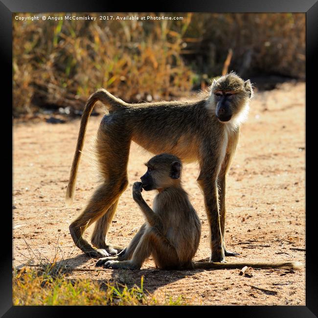 Baboon with young, Taita Hills Game Reserve, Kenya Framed Print by Angus McComiskey