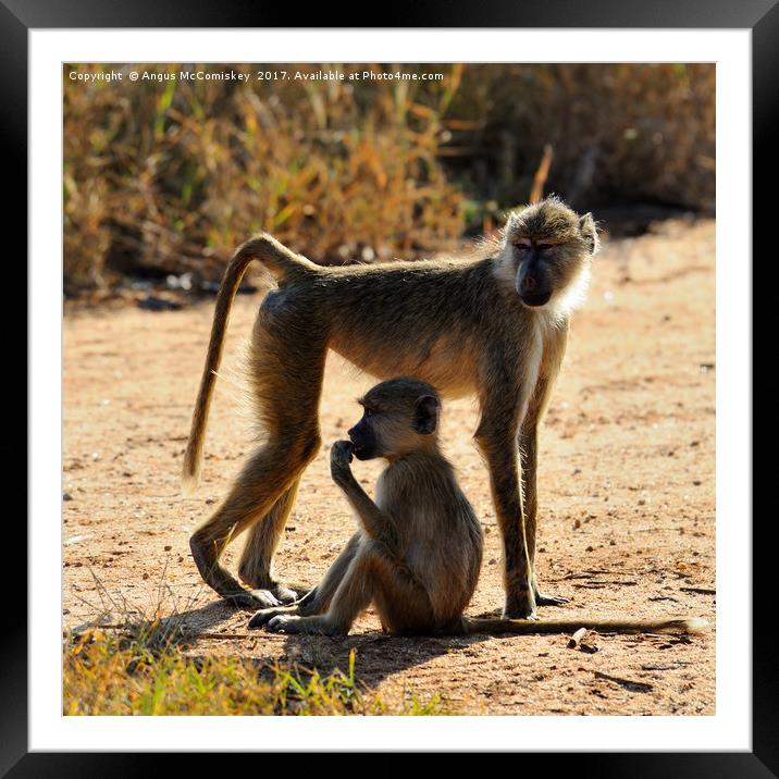 Baboon with young, Taita Hills Game Reserve, Kenya Framed Mounted Print by Angus McComiskey