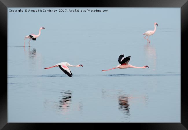 Flamingos at Walvis Bay, Namibia Framed Print by Angus McComiskey
