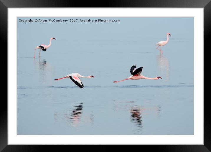 Flamingos at Walvis Bay, Namibia Framed Mounted Print by Angus McComiskey