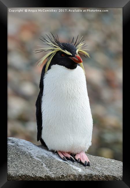 Rockhopper penguin Framed Print by Angus McComiskey