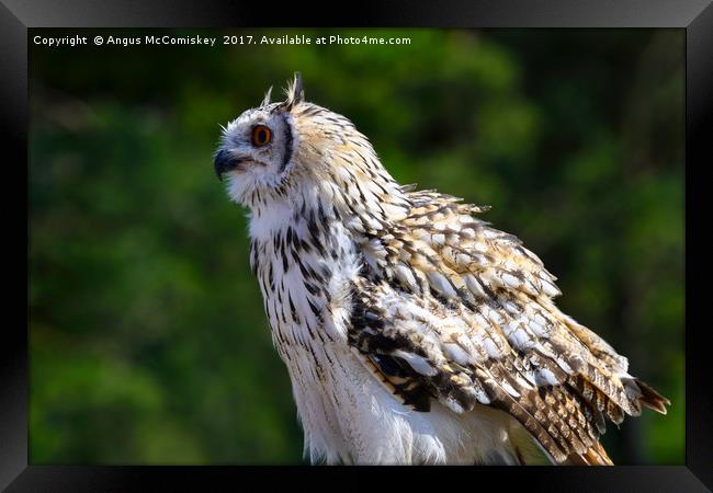 Indian eagle-owl Framed Print by Angus McComiskey