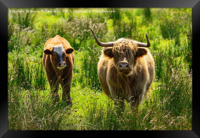 Backlit highland cattle Framed Print by Angus McComiskey