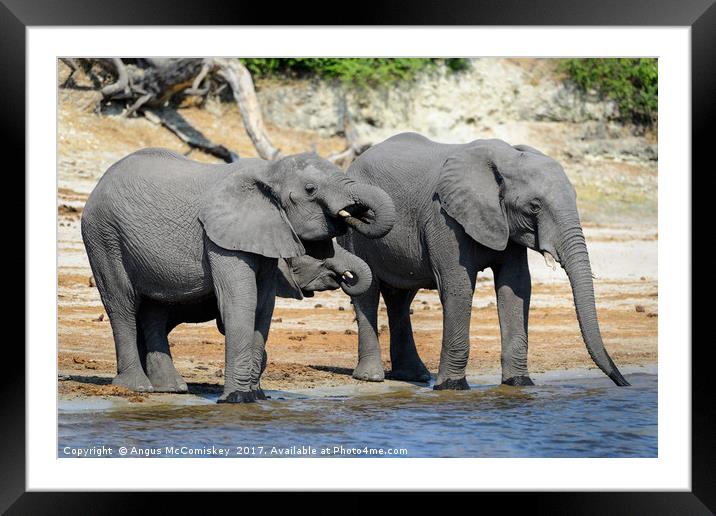 Elephants drinking on bank of Chobe River Botswana Framed Mounted Print by Angus McComiskey