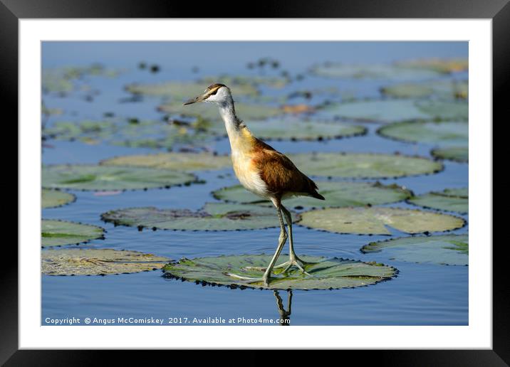 African Jacana Framed Mounted Print by Angus McComiskey
