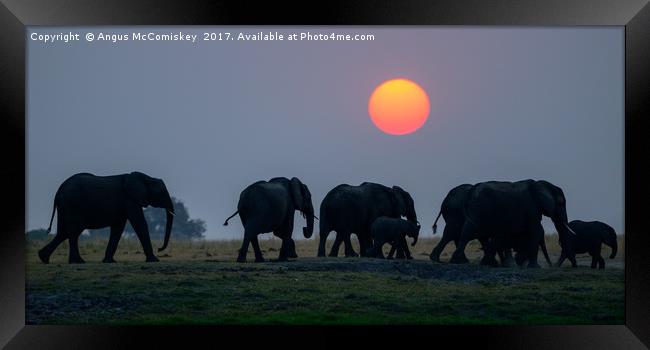 Elephants on the move at sunset Framed Print by Angus McComiskey