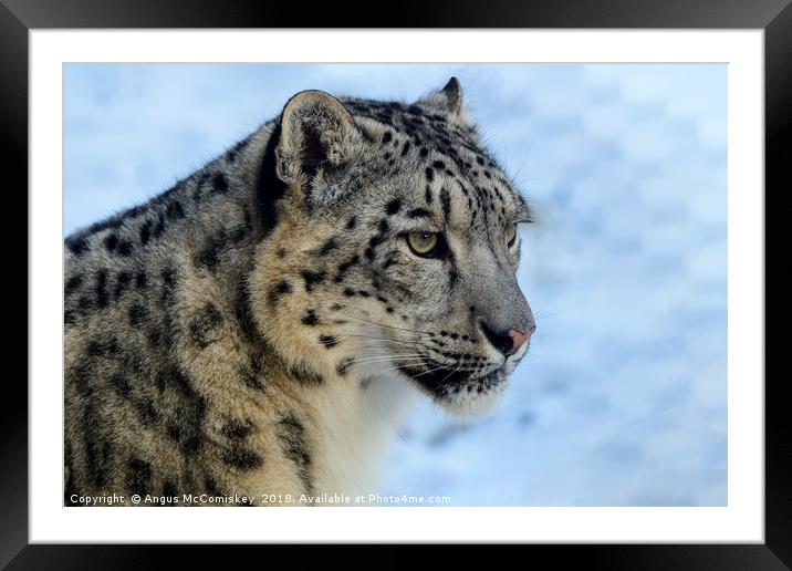 Snow leopard portrait Framed Mounted Print by Angus McComiskey