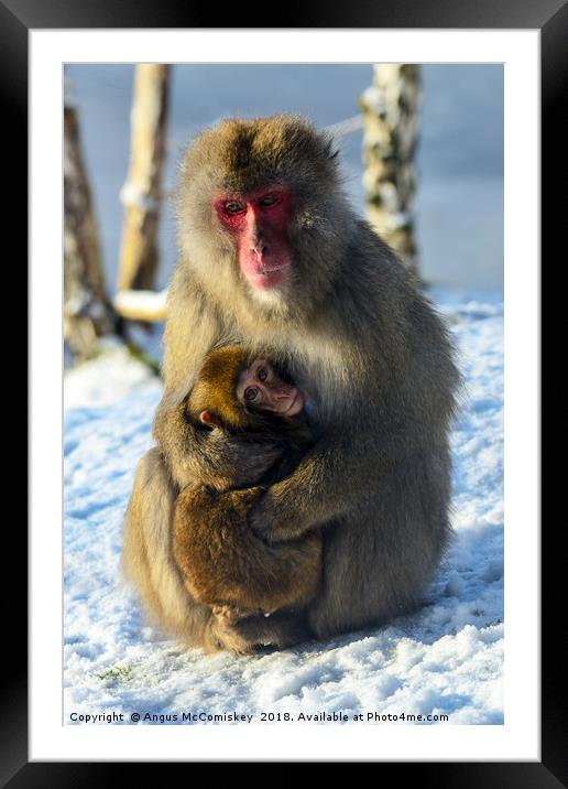 Japanese macaque (snow monkey) with young Framed Mounted Print by Angus McComiskey