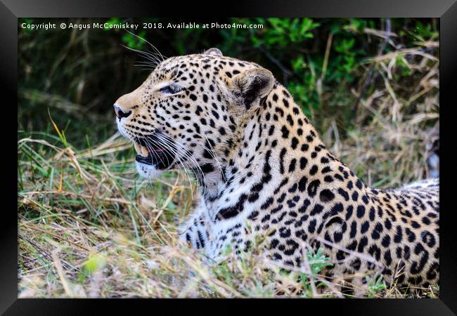 Watchful leopard Botswana Framed Print by Angus McComiskey