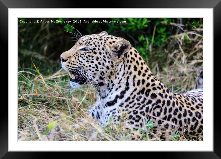 Watchful leopard Botswana Framed Mounted Print by Angus McComiskey