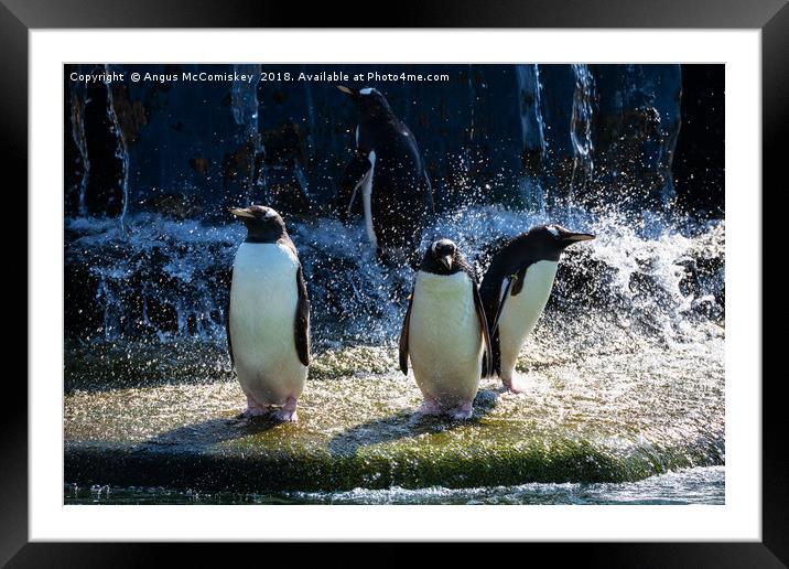 Bath time at the penguin enclosure Framed Mounted Print by Angus McComiskey