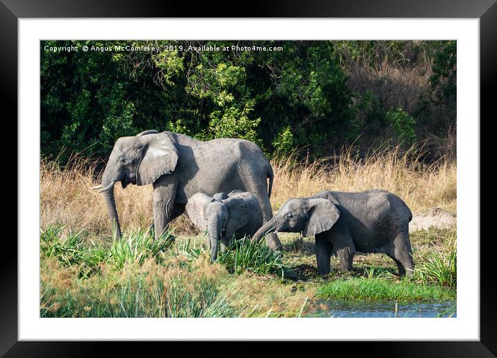 Elephants feeding on bank of Victoria Nile, Uganda Framed Mounted Print by Angus McComiskey