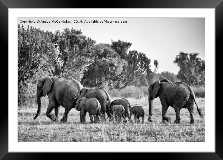 Elephants on the move Uganda mono Framed Mounted Print by Angus McComiskey