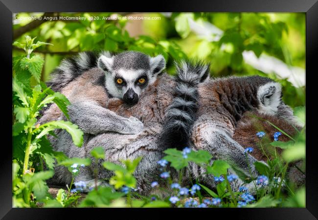Ring-tailed lemur Framed Print by Angus McComiskey