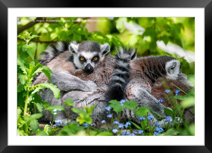 Ring-tailed lemur Framed Mounted Print by Angus McComiskey
