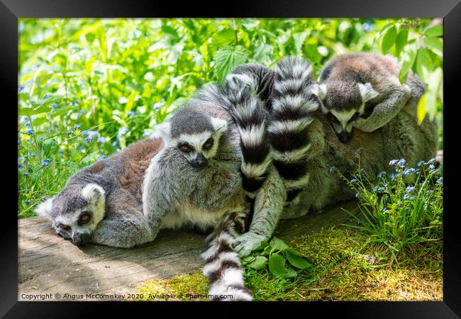Ring-tailed lemur huddle Framed Print by Angus McComiskey