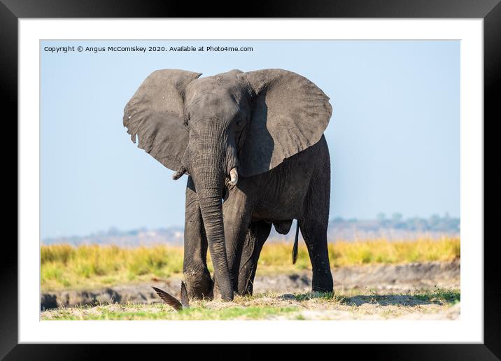 Defiant young bull elephant on bank of Chobe River Framed Mounted Print by Angus McComiskey