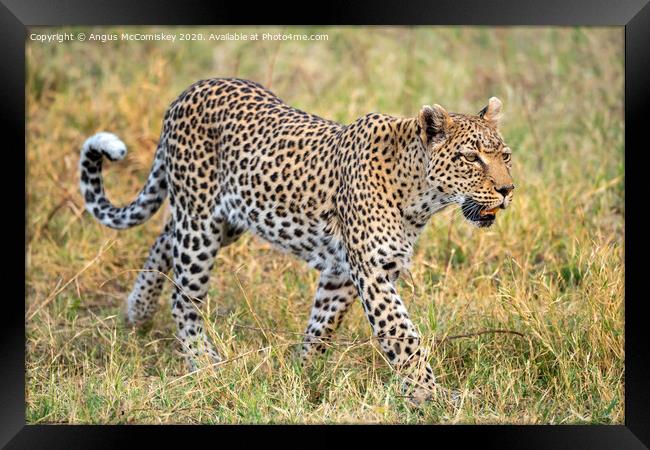 Leopard on the move Framed Print by Angus McComiskey