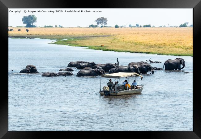 Watching elephants on the Chobe River, Botswana Framed Print by Angus McComiskey