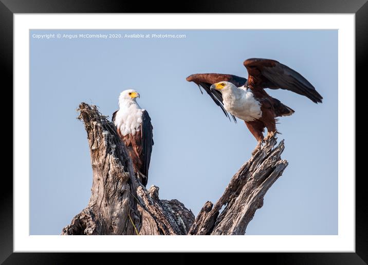 Pair of African fish eagles Framed Mounted Print by Angus McComiskey