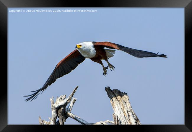 African fish eagle in flight Framed Print by Angus McComiskey