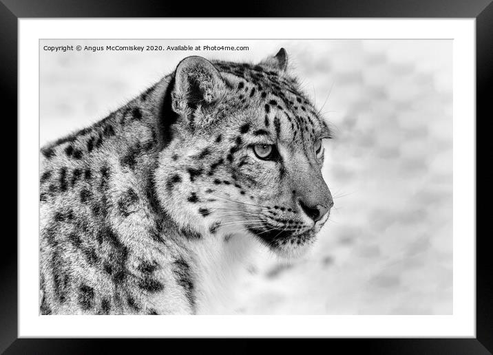 Snow leopard portrait mono Framed Mounted Print by Angus McComiskey