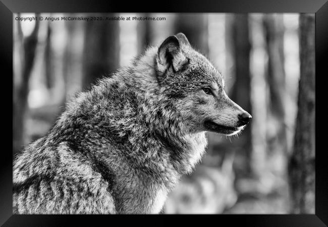 European grey wolf mono Framed Print by Angus McComiskey