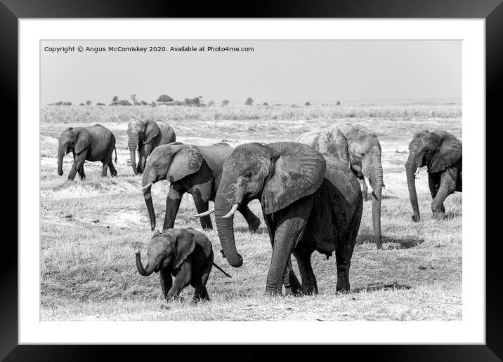 Junior leading the herd mono Framed Mounted Print by Angus McComiskey
