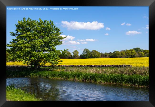 Yellow rapeseed field next to Union Canal Framed Print by Angus McComiskey