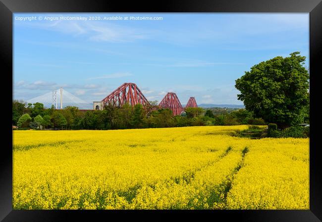 Yellow rapeseed field with Forth Bridges Framed Print by Angus McComiskey