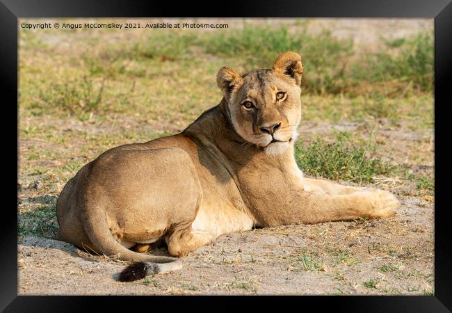 Lioness waiting for cub Framed Print by Angus McComiskey