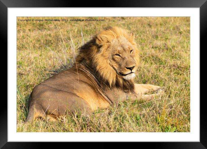 Male lion Botswana Framed Mounted Print by Angus McComiskey