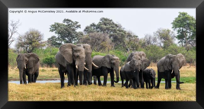 Elephants leaving river in Okavango Delta Framed Print by Angus McComiskey