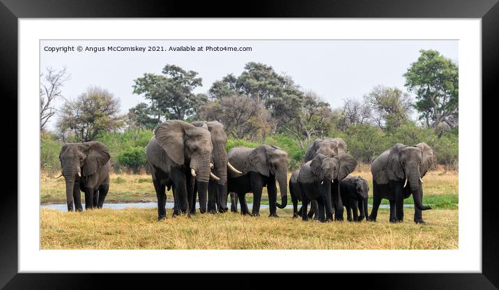 Elephants leaving river in Okavango Delta Framed Mounted Print by Angus McComiskey