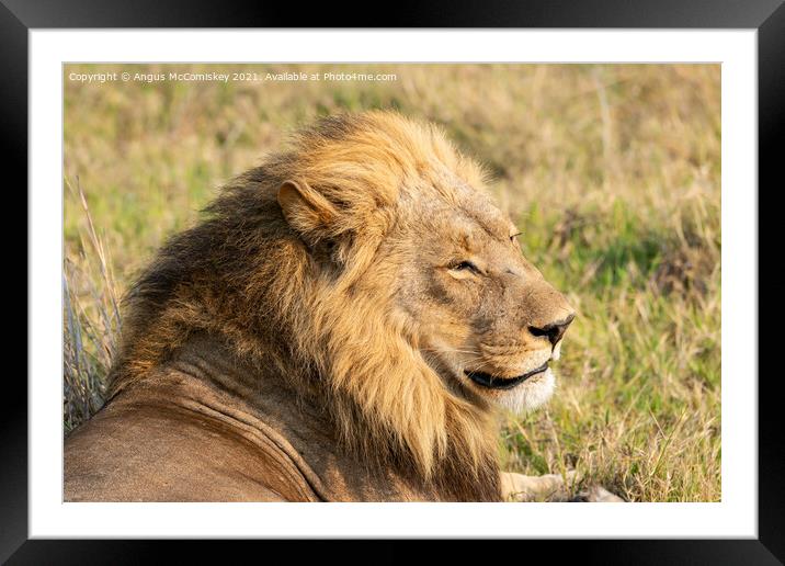 Male lion portrait Botswana Framed Mounted Print by Angus McComiskey