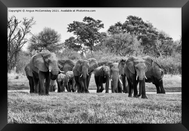 Elephants leaving river in Okavango Delta #2 mono Framed Print by Angus McComiskey