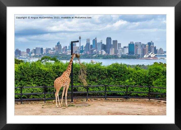 Sydney skyline with giraffe Framed Mounted Print by Angus McComiskey