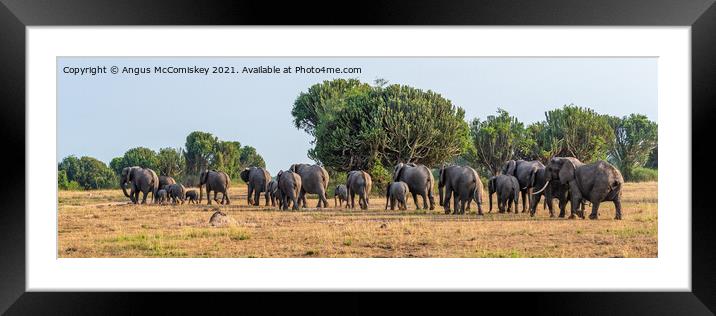 Elephants on the move panorama, Uganda Framed Mounted Print by Angus McComiskey