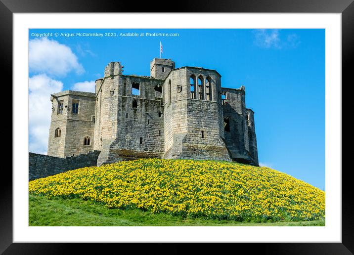 Warkworth Castle daffodils Framed Mounted Print by Angus McComiskey