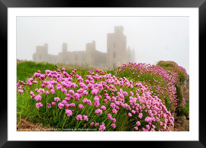 Sea Thrift at Slains Castle, Scotland Framed Mounted Print by Alan Crawford