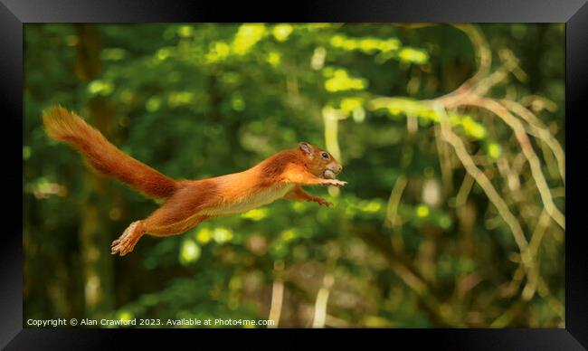Red Squirrel Jumping between Trees Framed Print by Alan Crawford