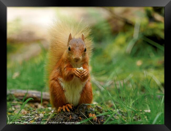 Red squirrel eating a nut Framed Print by Alan Crawford