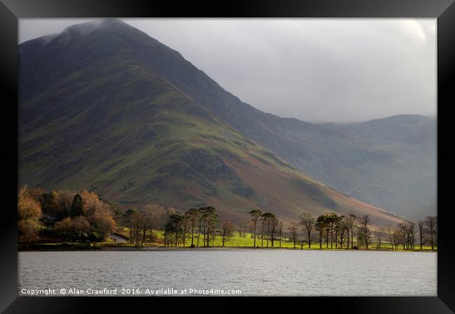 Buttermere Pines, Lake District Framed Print by Alan Crawford