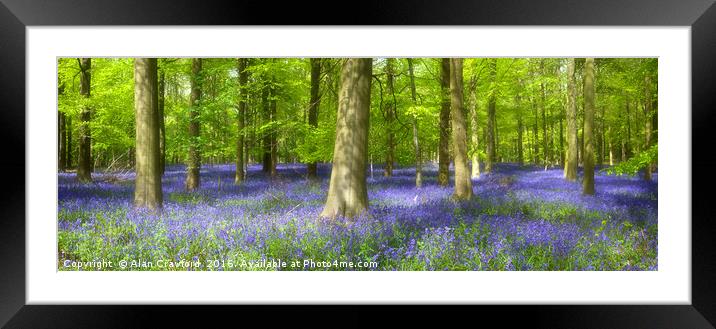 English Bluebell Wood Framed Mounted Print by Alan Crawford