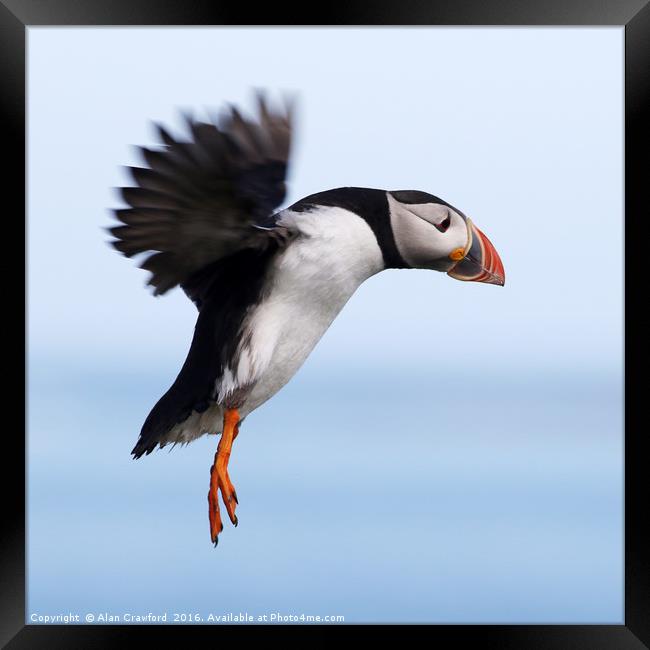 Puffin in Flight Framed Print by Alan Crawford