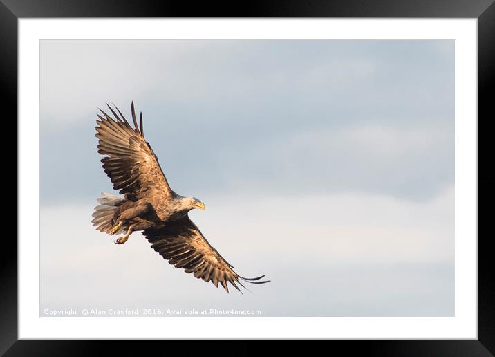 White Tailed Eagle, Finland Framed Mounted Print by Alan Crawford