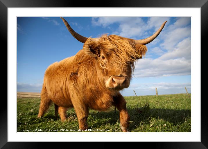 Highland Cow Framed Mounted Print by Alan Crawford